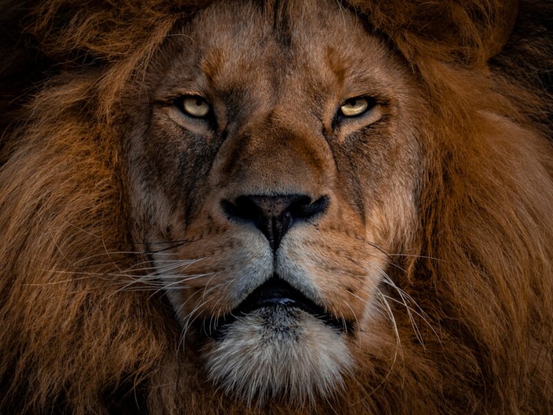brown lion with silver chain link necklace